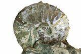 Fossil Ammonites (Hoploscaphites & Sphenodiscus) - South Dakota #137273-1